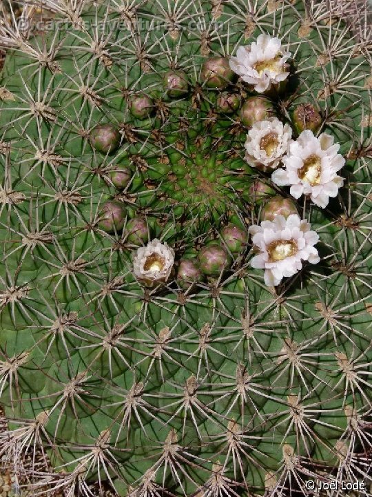 Gymnocalycium saglionis P1020849